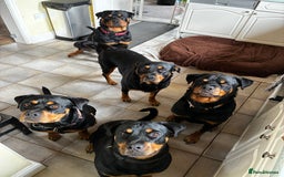 Rottweiler dogs for stud: 2.5 year old Rottweiler for stud  - Image 9