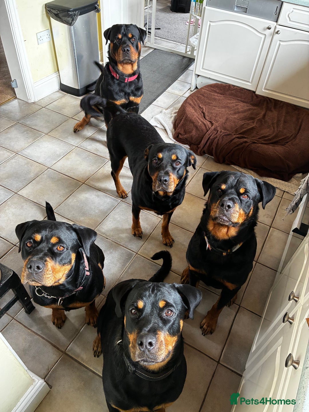 Rottweiler dogs for stud: 2.5 year old Rottweiler for stud  - Image 9