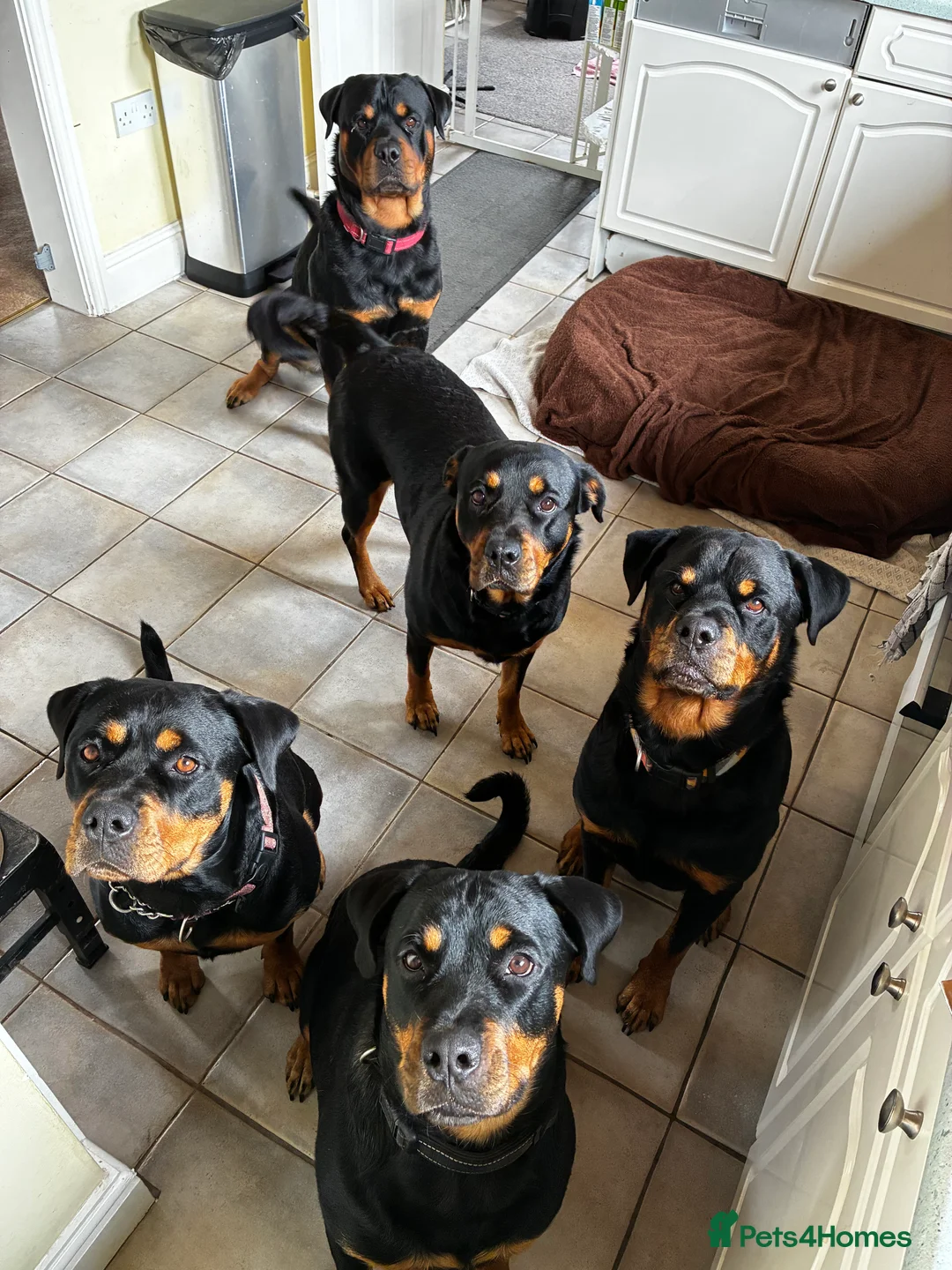 Rottweiler dogs for stud: 2.5 year old Rottweiler for stud  - Advert 9