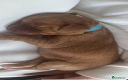 Labradoodle dogs for sale: F1 Toy / Miniature Labradoodles  - Advert 13