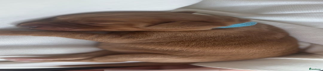 Labradoodle Blue Collar 