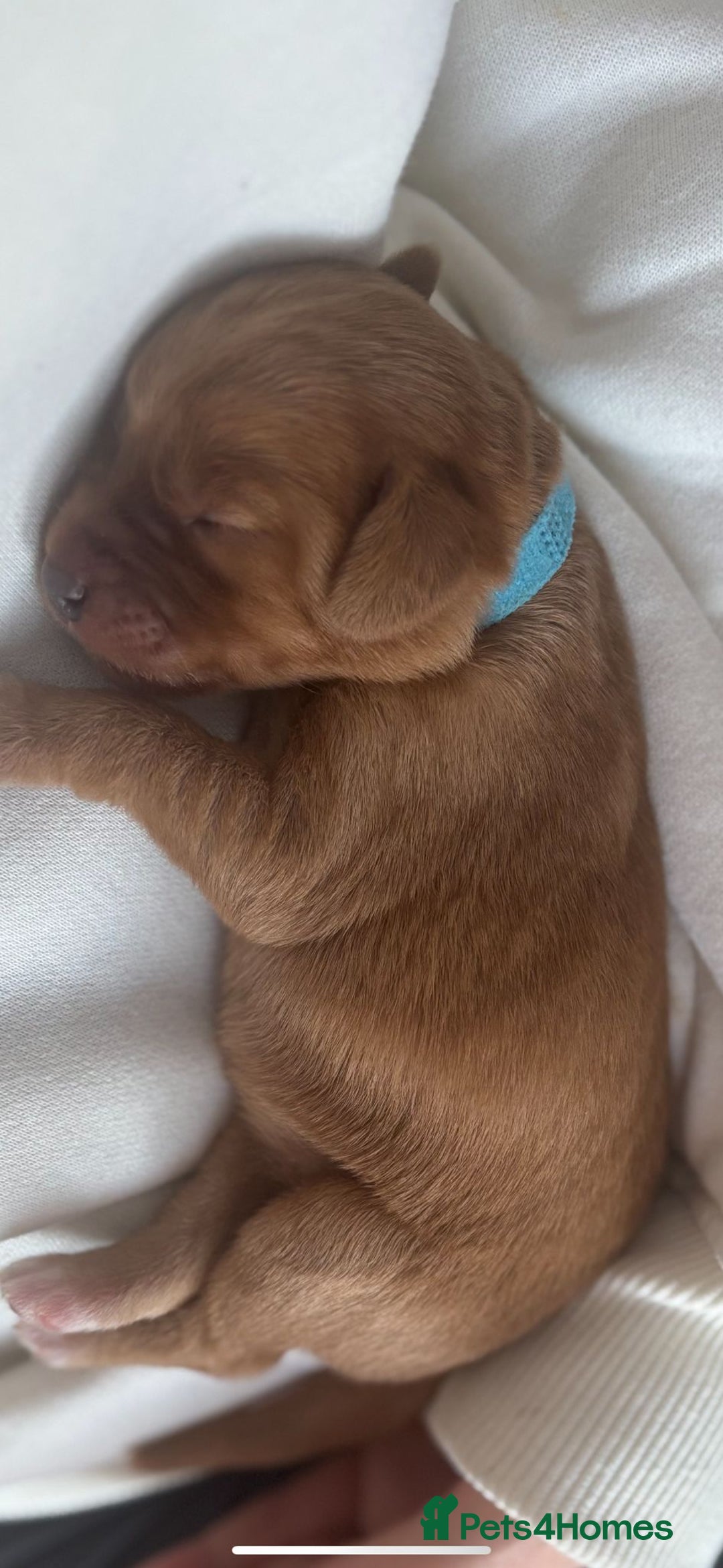 Labradoodle dogs for sale: F1 Toy / Miniature Labradoodles  - Advert 13