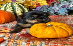 Yorkshire Terrier dogs for sale: 🐾 KC Reg Pedigree Yorkshire Terrier Puppies - Image 6