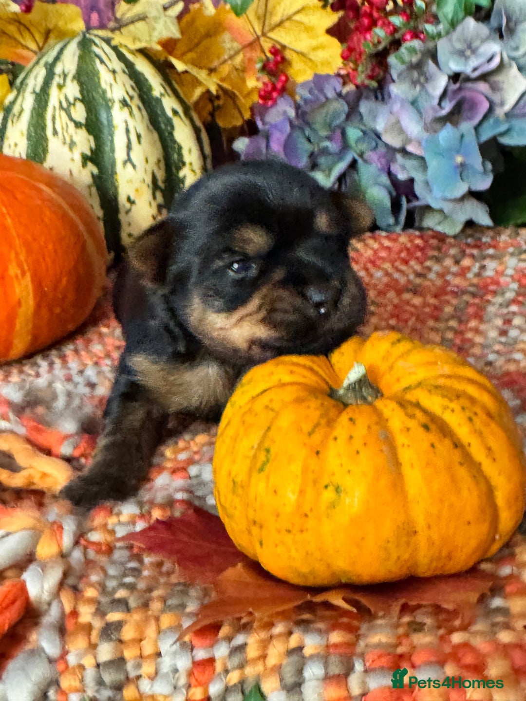 Yorkshire Terrier dogs for sale: 🐾 KC Reg Pedigree Yorkshire Terrier Puppies - Image 6