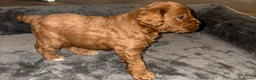 Cockapoo dogs for sale: Stop scrolling we have perfection 👇🐶 - Advert 4