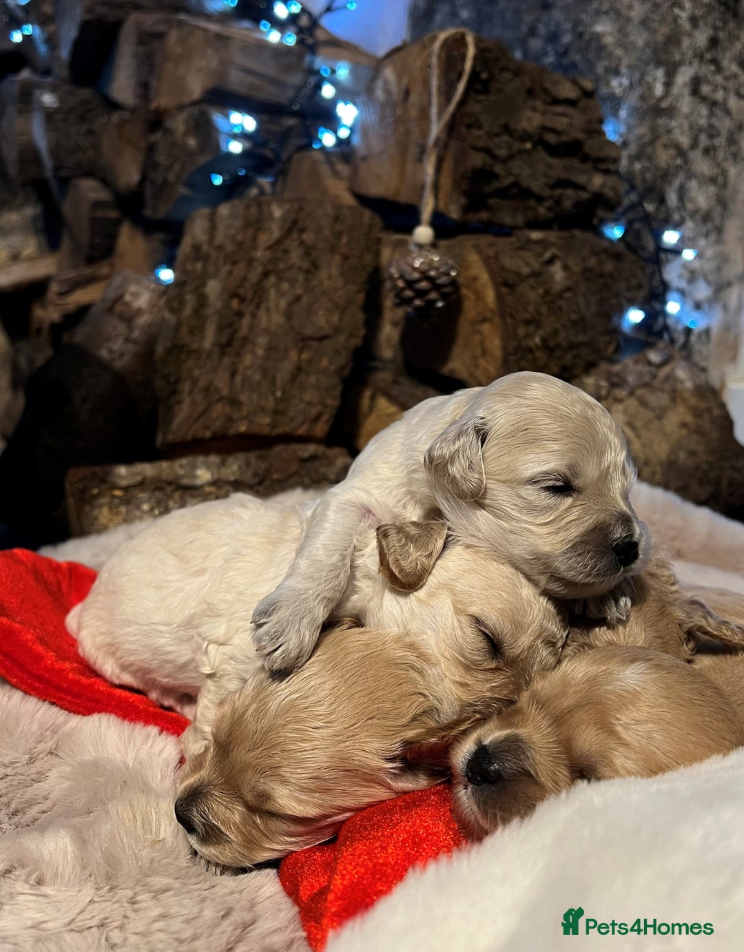 Cavachon dogs for sale: Cavapoochon puppies for sale - Advert 5