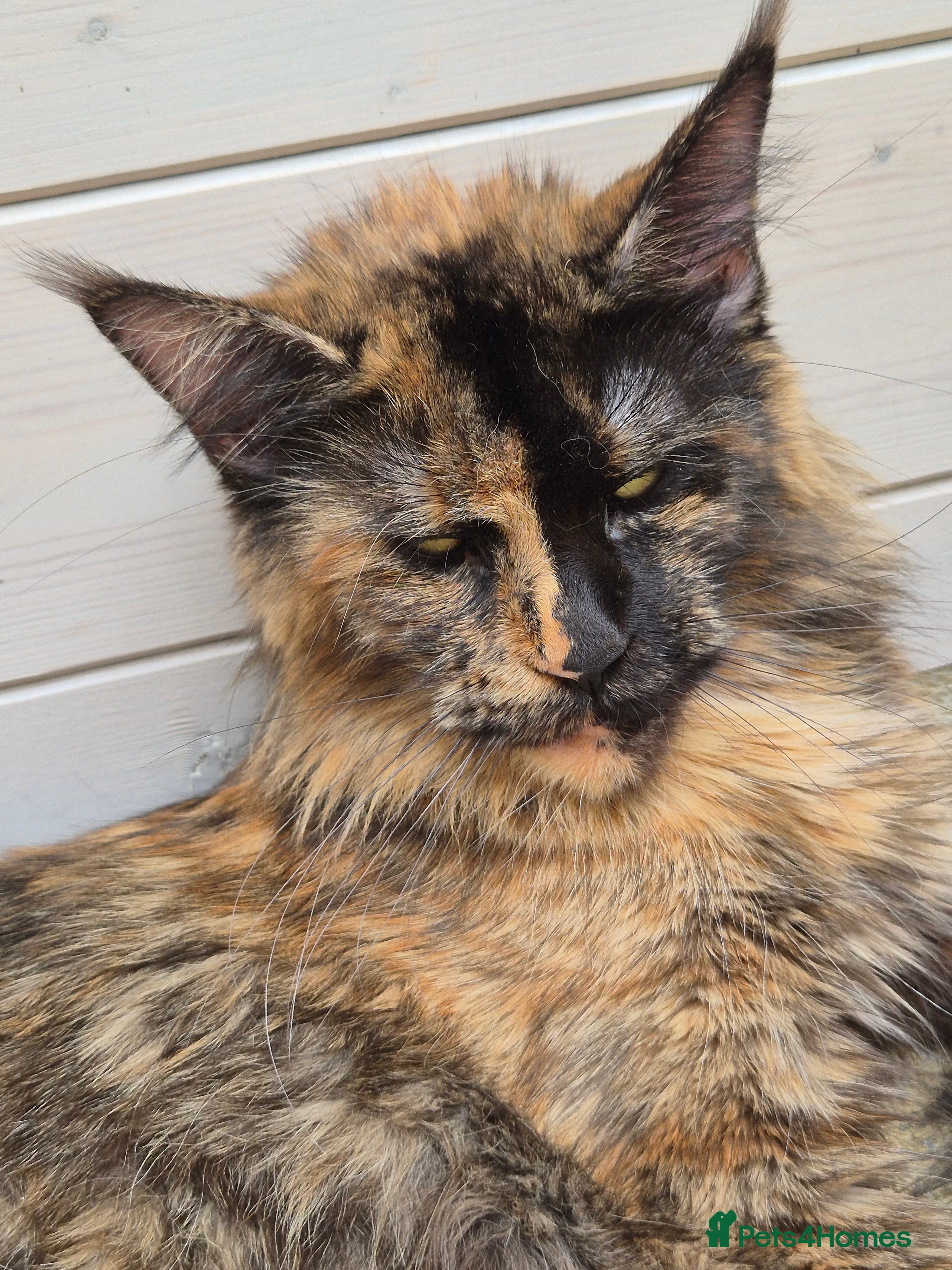 Maine Coon cats Mein Con - Advert 1