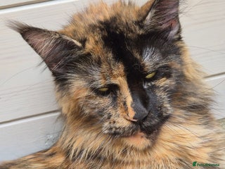 Maine Coon cats Mein Con - Advert 1