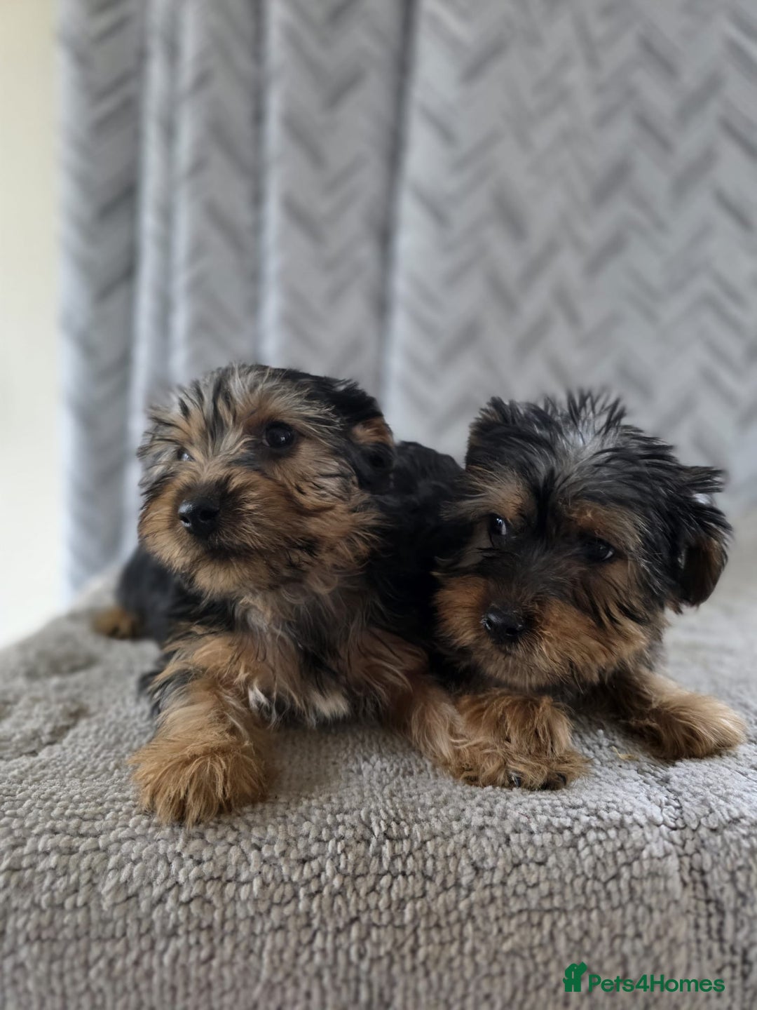 Yorkshire Terrier dogs for sale: Yorkshire terrier puppy  - Image 4