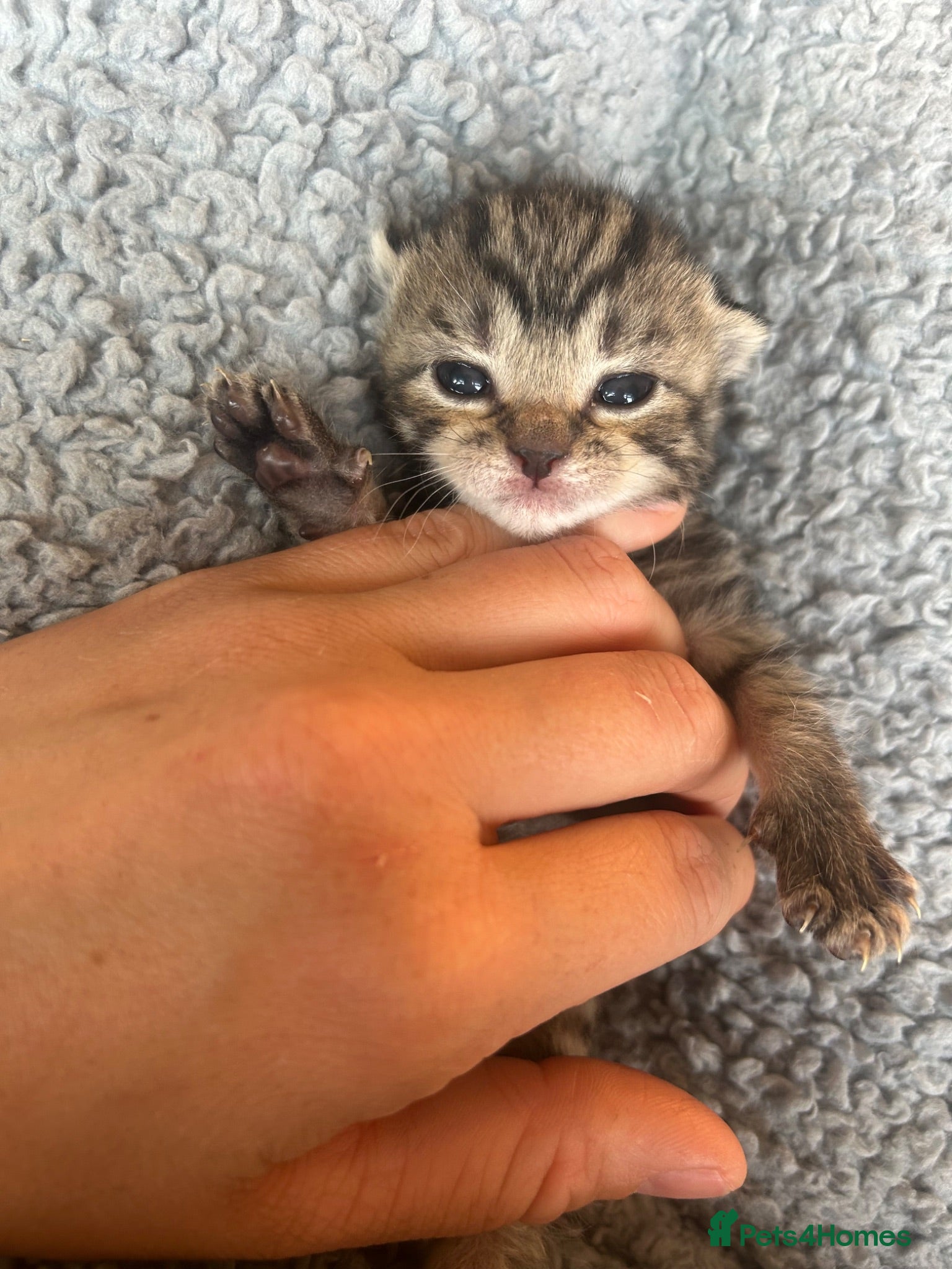 Mixed Breed cats Tabby/bengal x pure Canadian spynyhx  - Advert 6