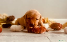 Labrador Retriever dogs for sale: Yellow Labrador Puppies - Image 38