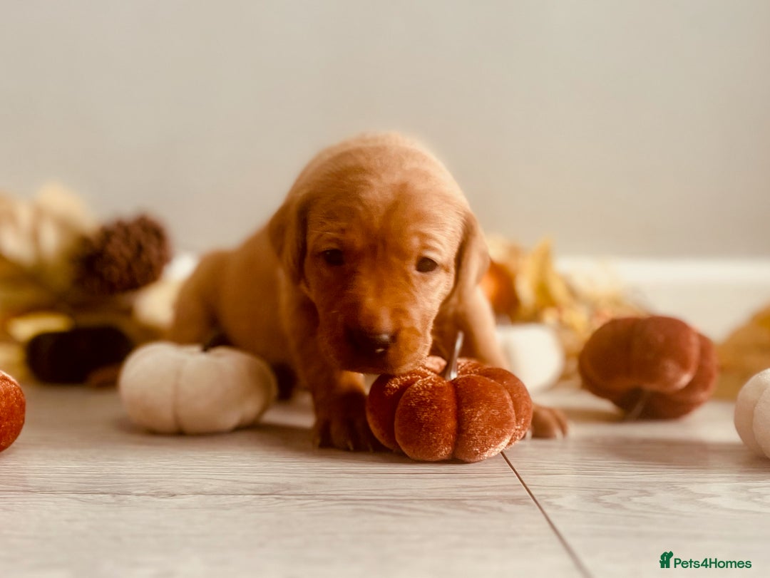 Labrador Retriever dogs for sale: Yellow Labrador Puppies - Image 38