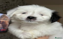 Malshi dogs for sale: Maltese puppy’s  - Image 3