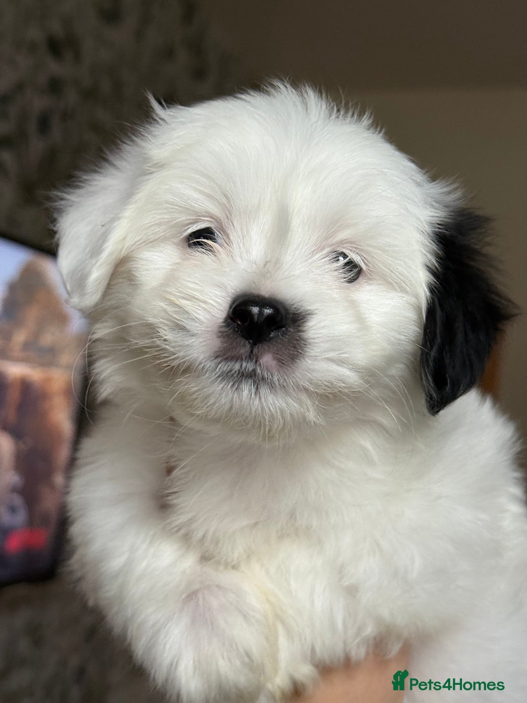 Malshi dogs for sale: Maltese puppy’s  - Image 3