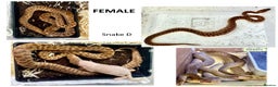 Python Snake reptiles for sale: Children’s Pythons (Antaresia childreni) - Advert 4