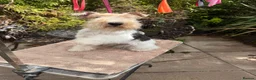 Fox Terrier dogs for sale: Young adult bitch. - Advert 8