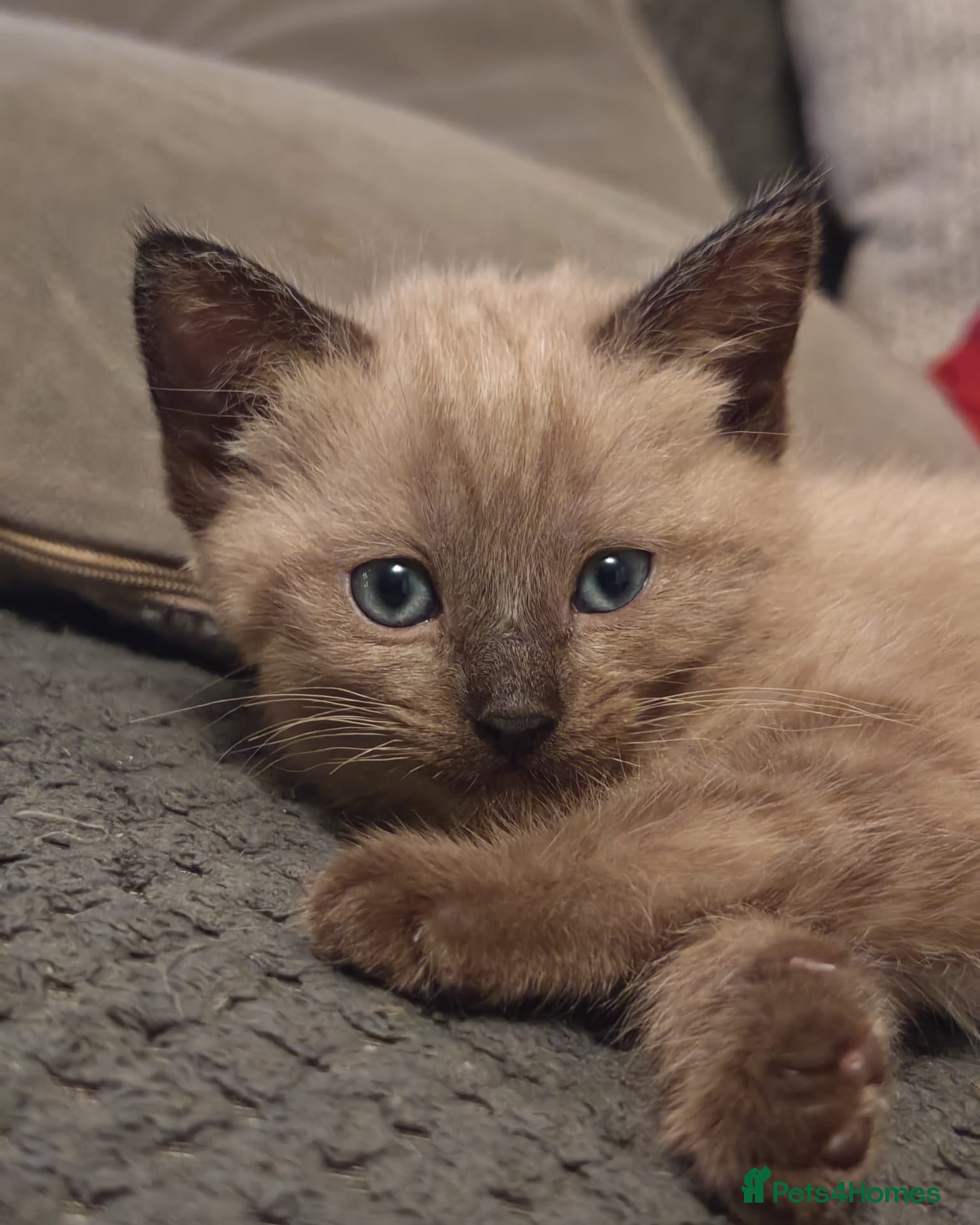 Tonkinese cats Gorgeous Tonkdoll kittens  - Advert 3