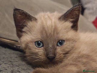 Tonkinese cats Gorgeous Tonkdoll kittens - Advert 14