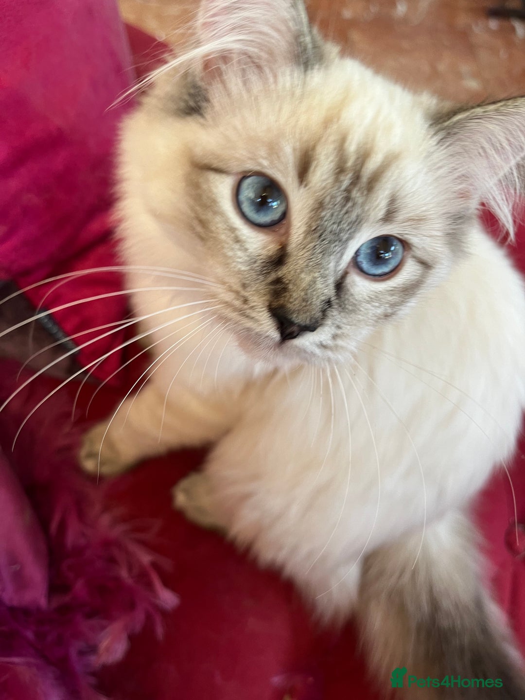 Ragdoll cats for sale: Beautiful GCCF seal lynx ragdoll kitten - Advert 2
