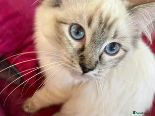 Ragdoll cats Beautiful GCCF seal lynx ragdoll kitten - Advert 15