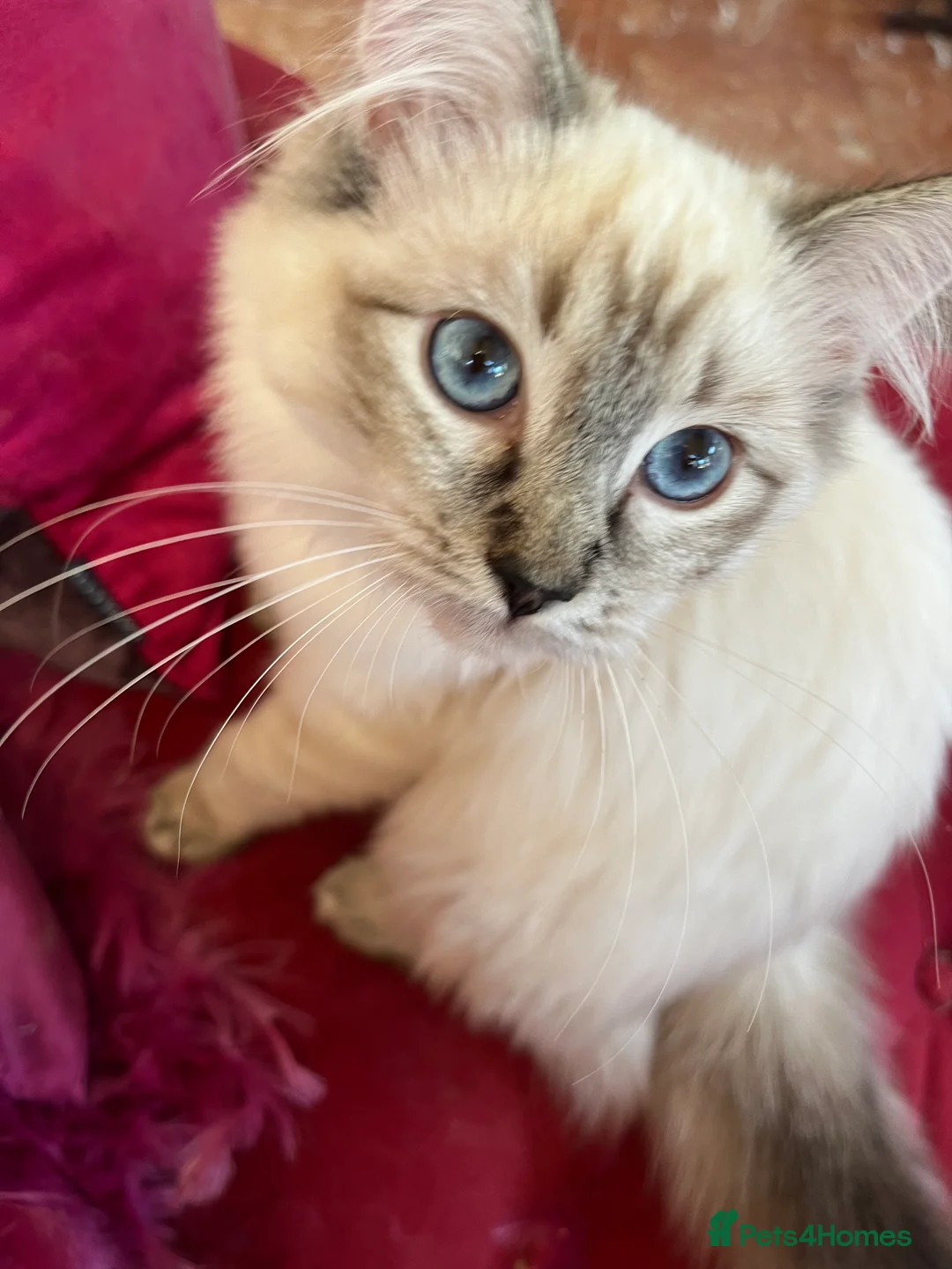Ragdoll cats for sale: Beautiful GCCF seal lynx ragdoll kitten SOLD - Advert 2