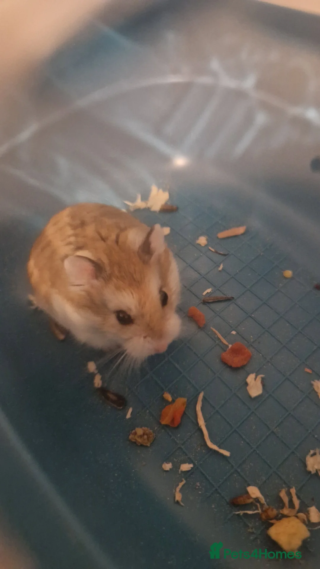 Hamster rodents for sale: male russian dwarf hamster in Tamworth - Advert 1