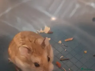 Hamster rodents male russian dwarf hamster - Advert 1