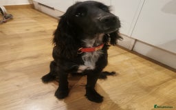 Cocker Spaniel dogs for sale: Cocker spaniel  - Image 2