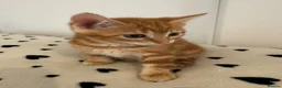 Mixed Breed cats for sale: Gorgeous Ginger & Fluffy Tabby Kittens - Advert 25