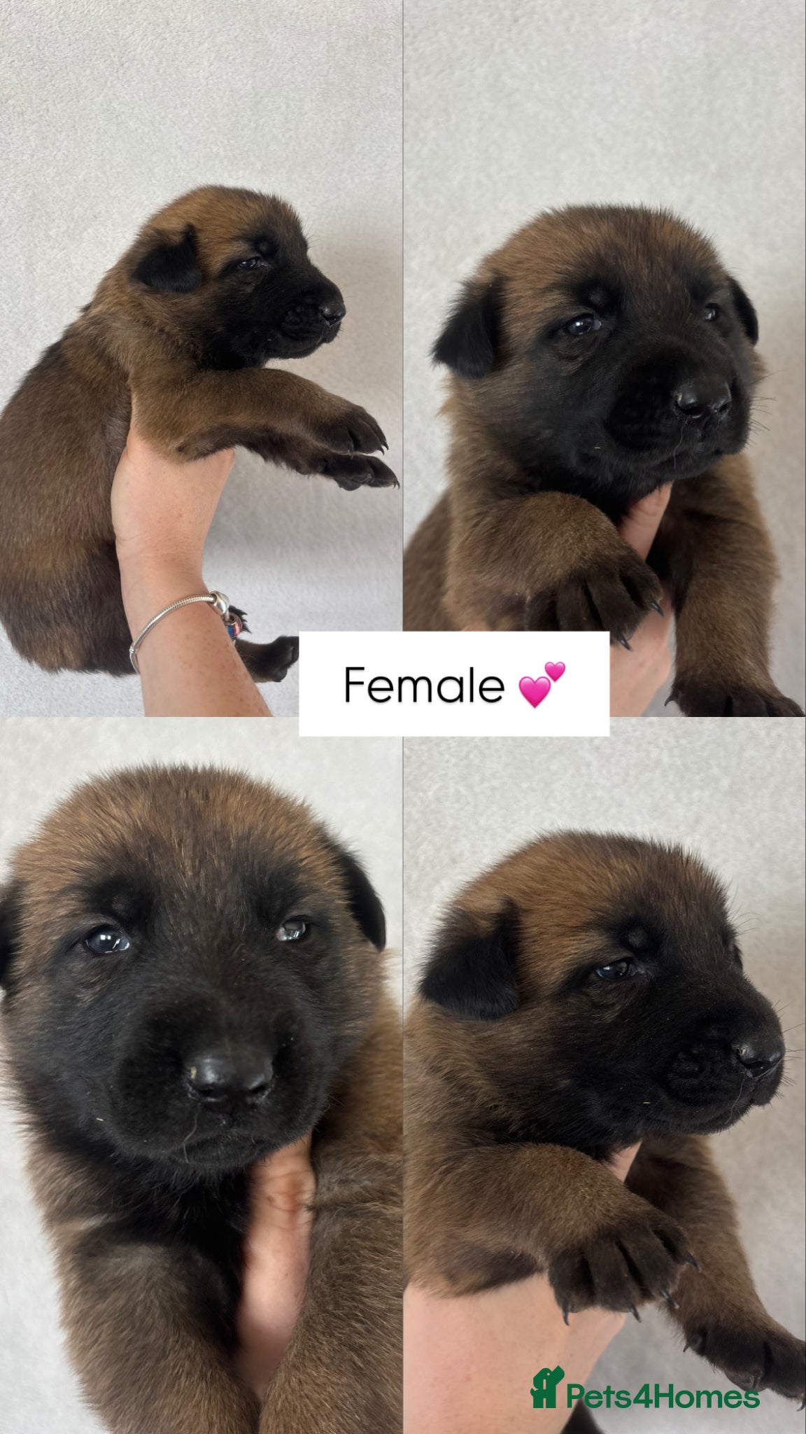 Belgian Shepherd Dog dogs True to type Belgian Malinois Pups  - Advert 7