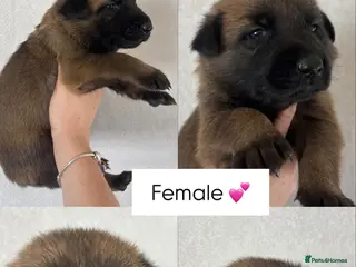 Belgian Shepherd Dog dogs True to type Belgian Malinois Pups - Advert 6