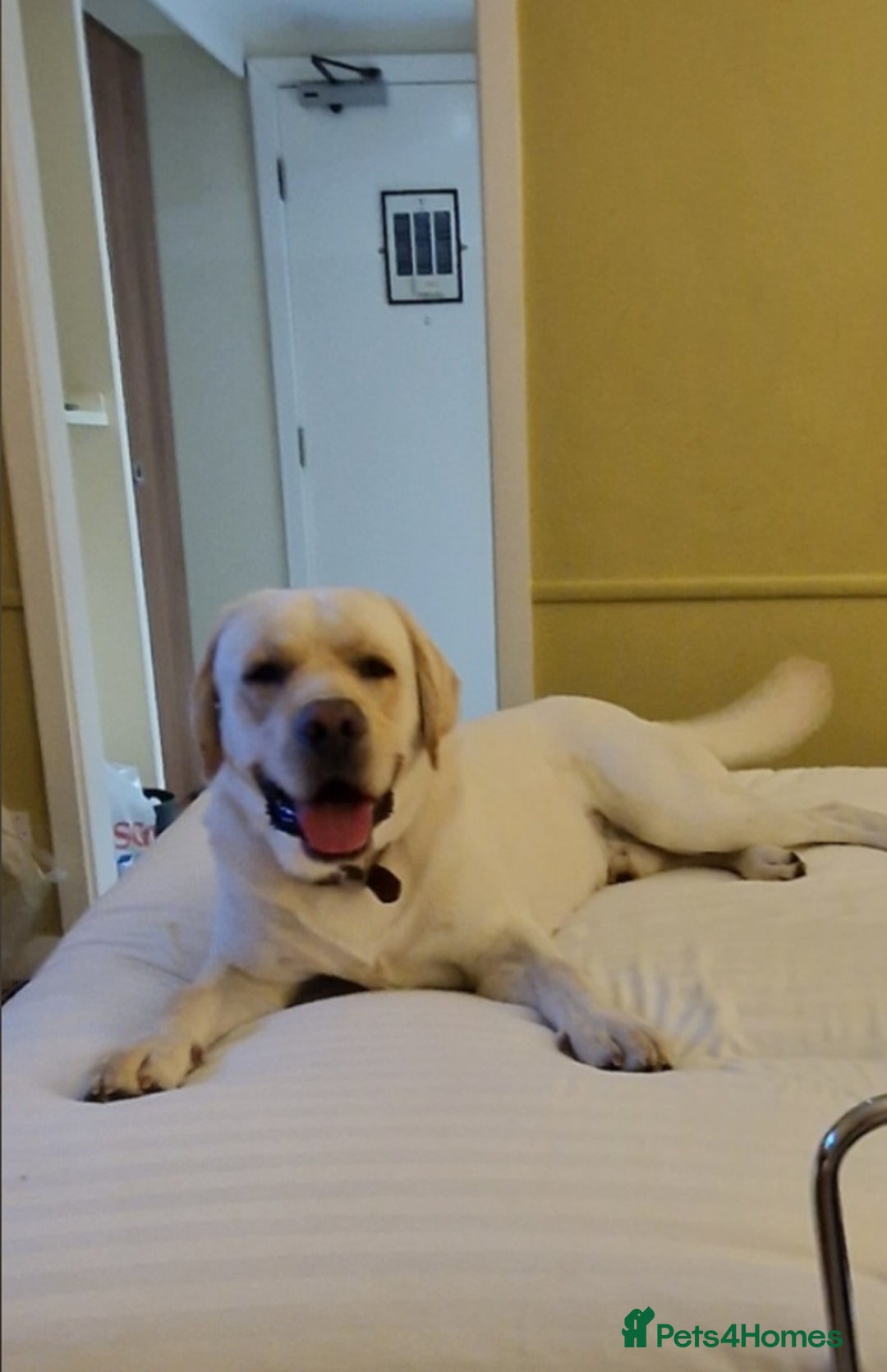 Labrador Retriever dogs for stud: Yellow/ gold labrador for the stud!!! in Thornton Heath - Advert 5