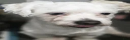 Maltese dogs for sale: Max the Maltese Boy 🐕  in Newport - Advert 3