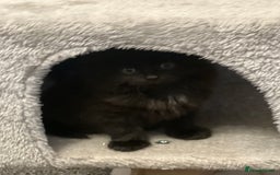 Mixed Breed cats for sale: Beautiful Kittens Looking for a Loving Home - Image 7