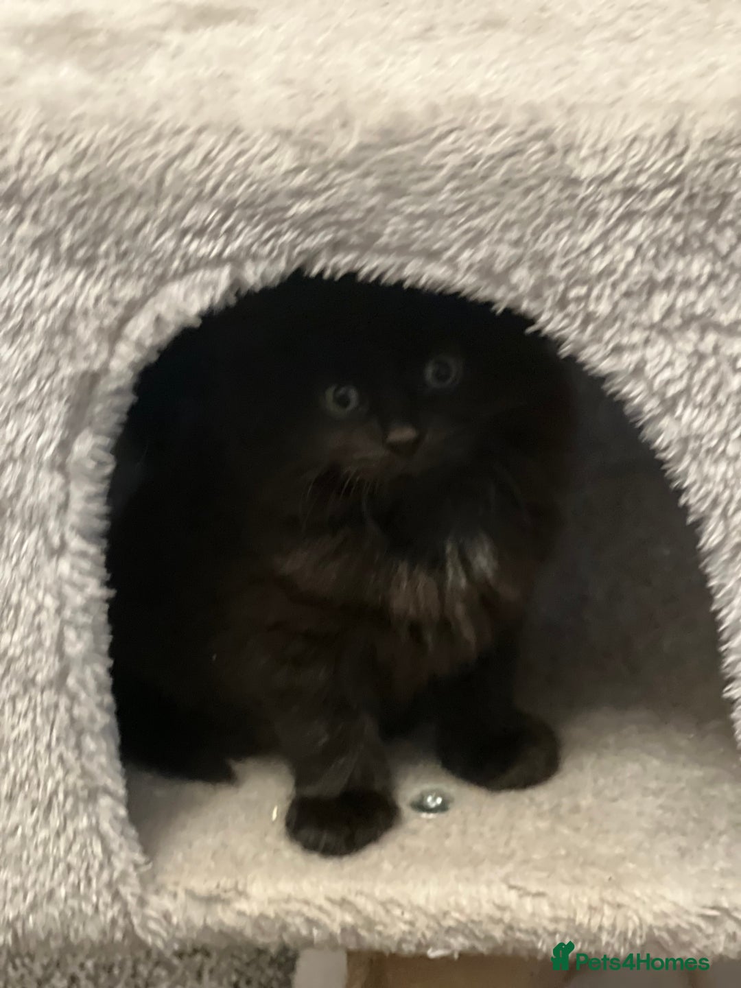 Mixed Breed cats for sale: Beautiful Kittens Looking for a Loving Home - Image 7