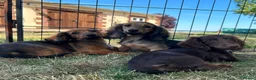 Miniature Dachshund dogs for sale: Kc registered miniature longhaired dachshunds   - Advert 4