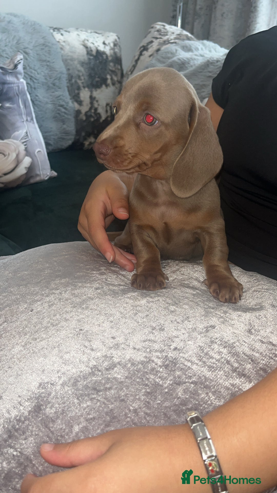 Miniature Dachshund dogs for sale: Beautiful miniature dachshund pups  - Image 4
