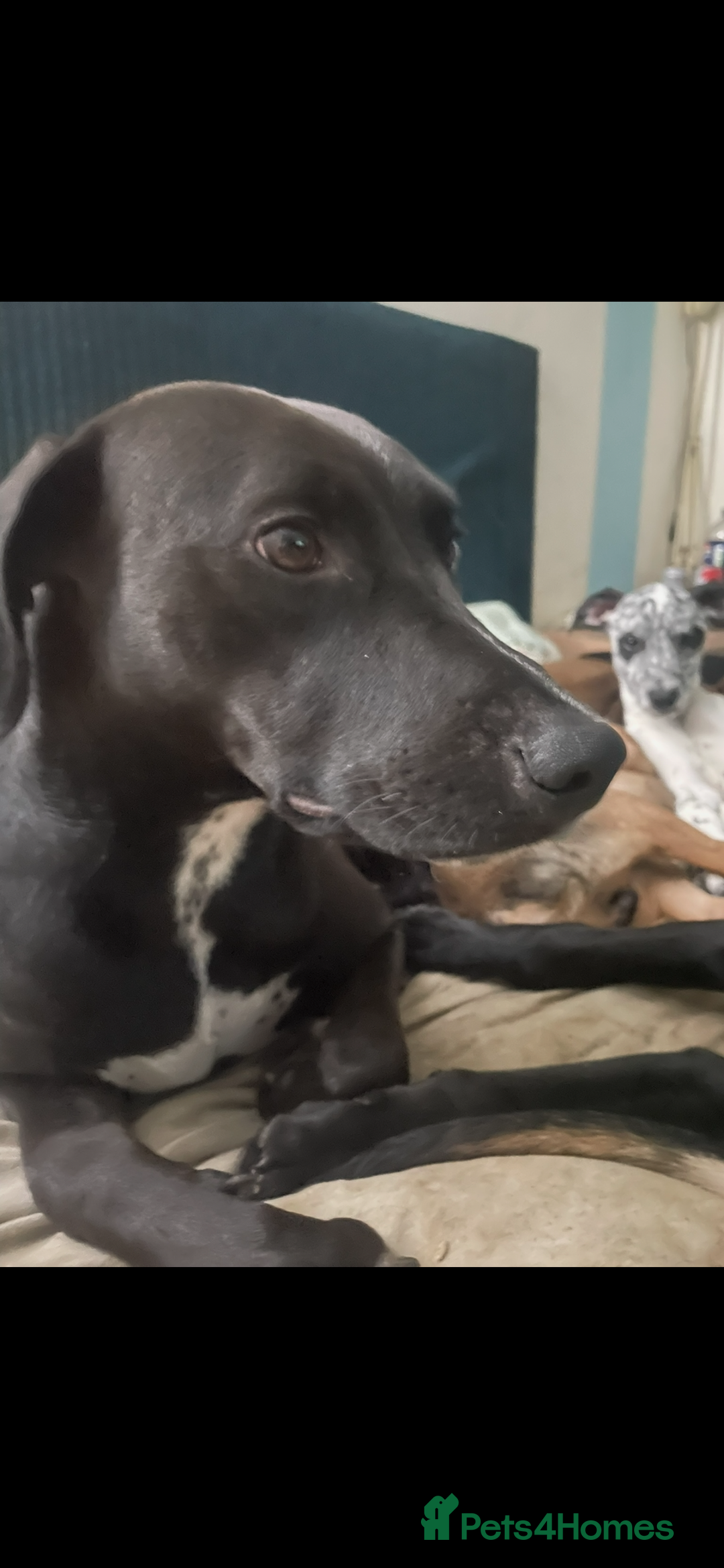 Mixed Breed dogs for sale: Tracy Jones - Advert 1