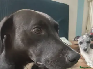 Mixed Breed dogs Tracy Jones - Advert 15