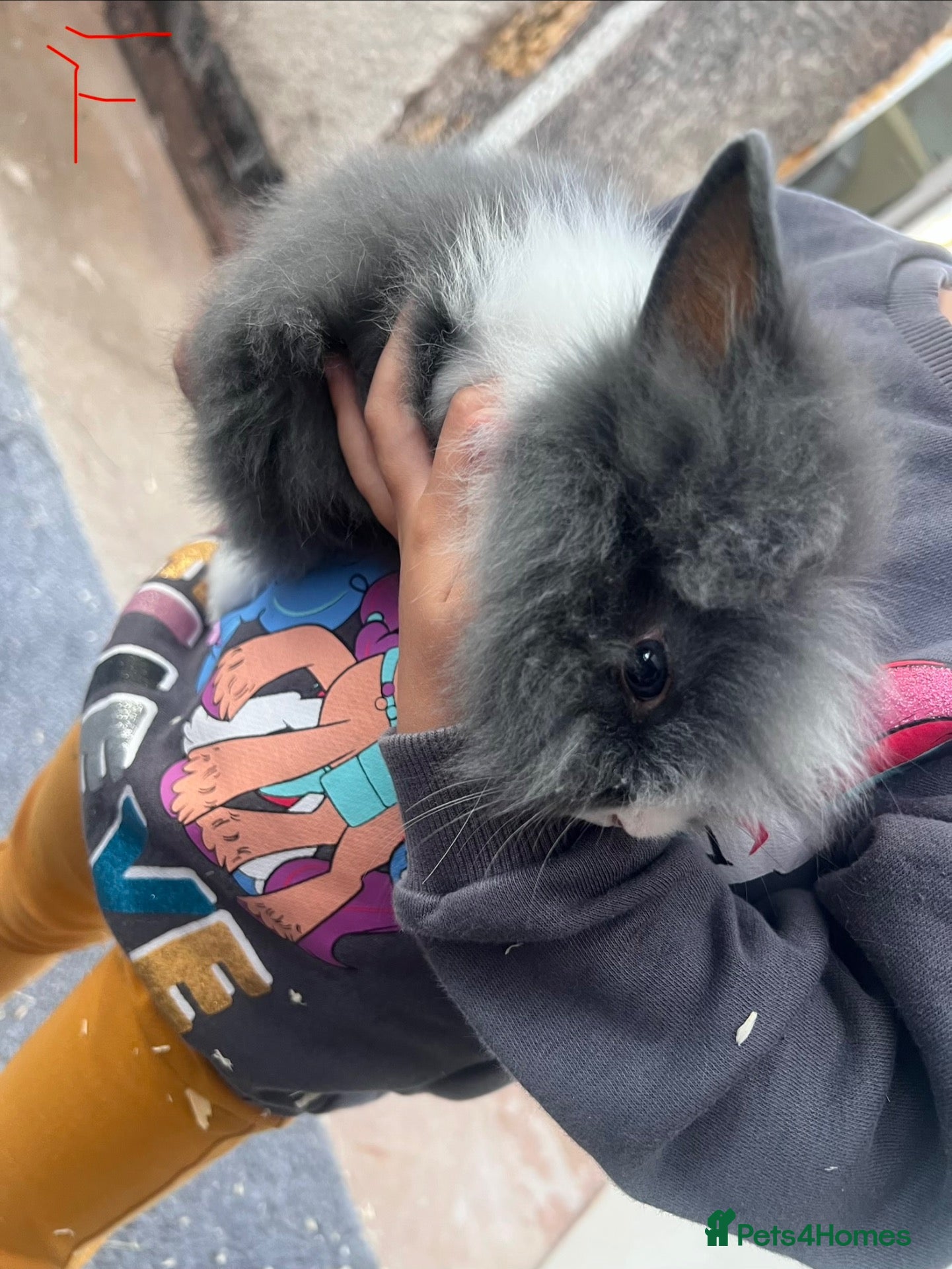 Lionhead rabbits Beautiful Double Lionhead Baby Rabbits  - Advert 2
