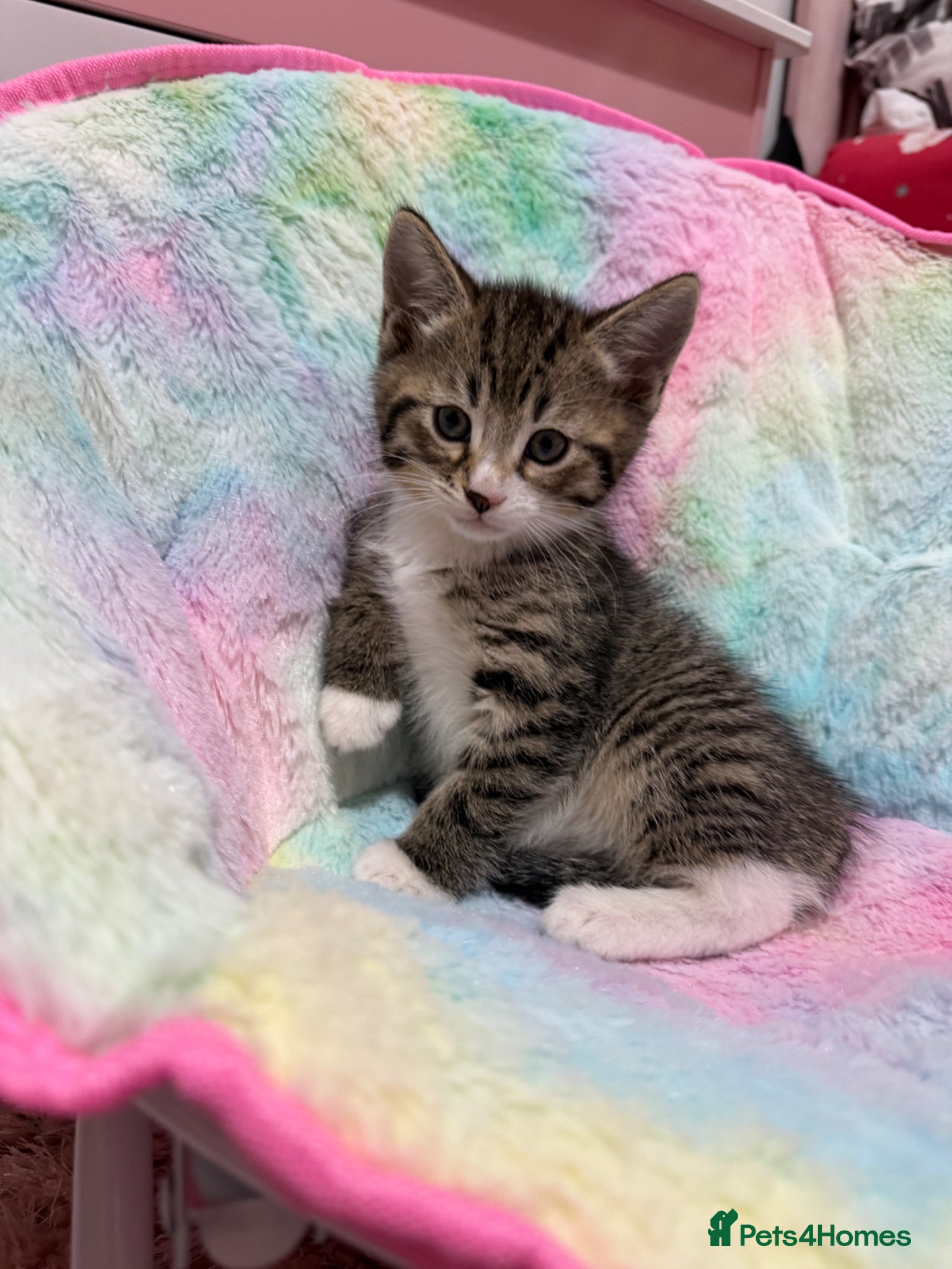 Mixed Breed cats kittens 8 weeks Ready to leave - Advert 3