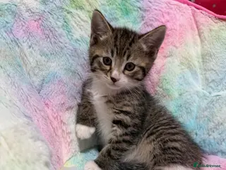 Mixed Breed cats kittens 8 weeks Ready to leave - Advert 1