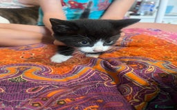 Mixed Breed cats for sale: Kittens  - Image 13