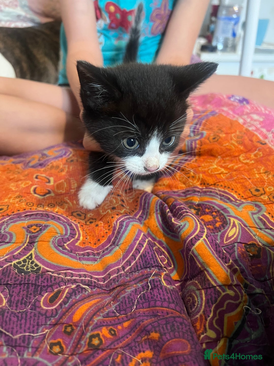 Mixed Breed cats for sale: Kittens  - Image 13