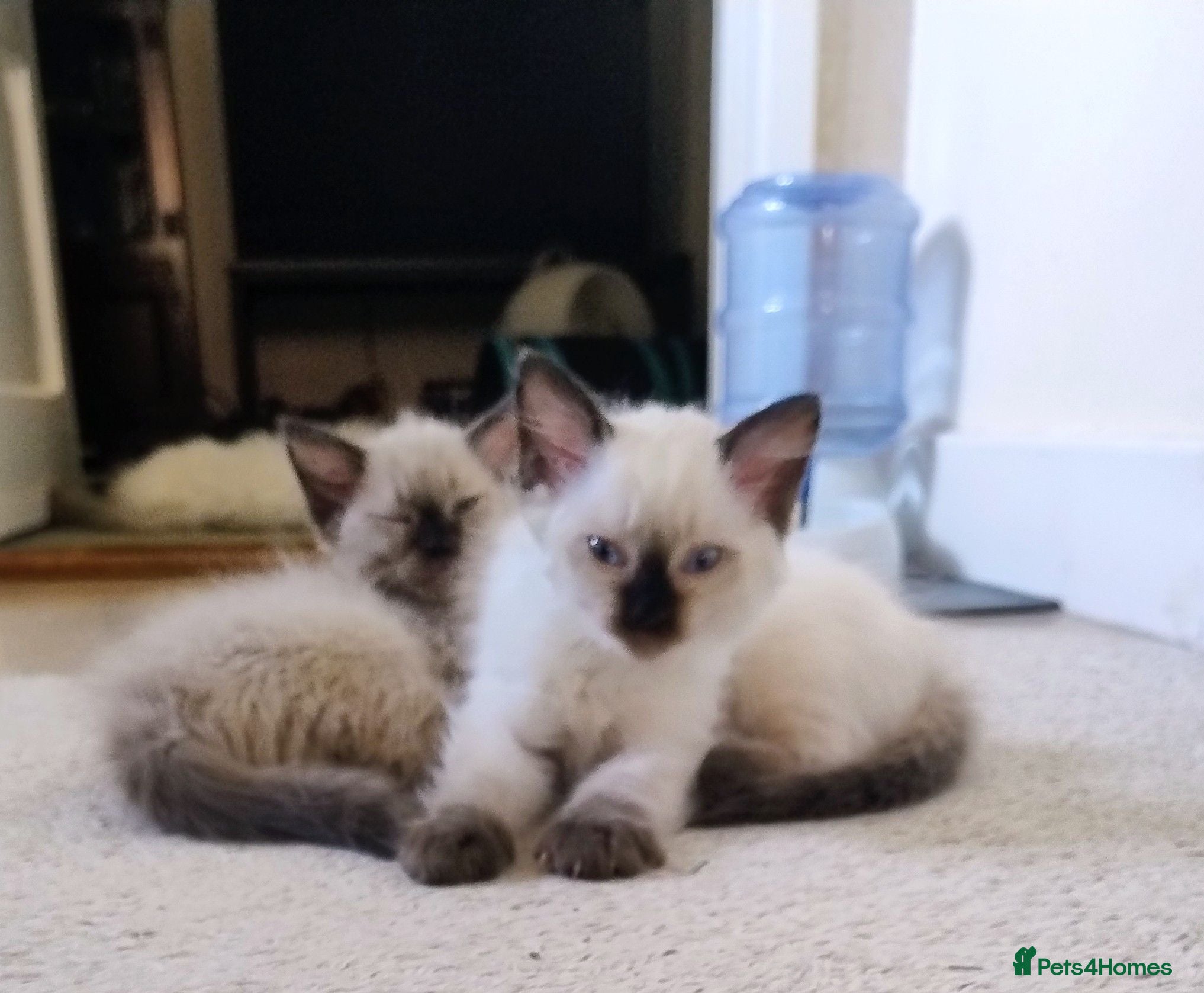 Ragdoll cats Pure bred Ragdolls need loving homes - Advert 1