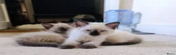 Ragdoll cats for sale: Pure bred Ragdolls need loving homes - Advert 4