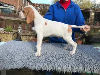 Pointer dogs Beautiful Pointer puppies - Advert 4