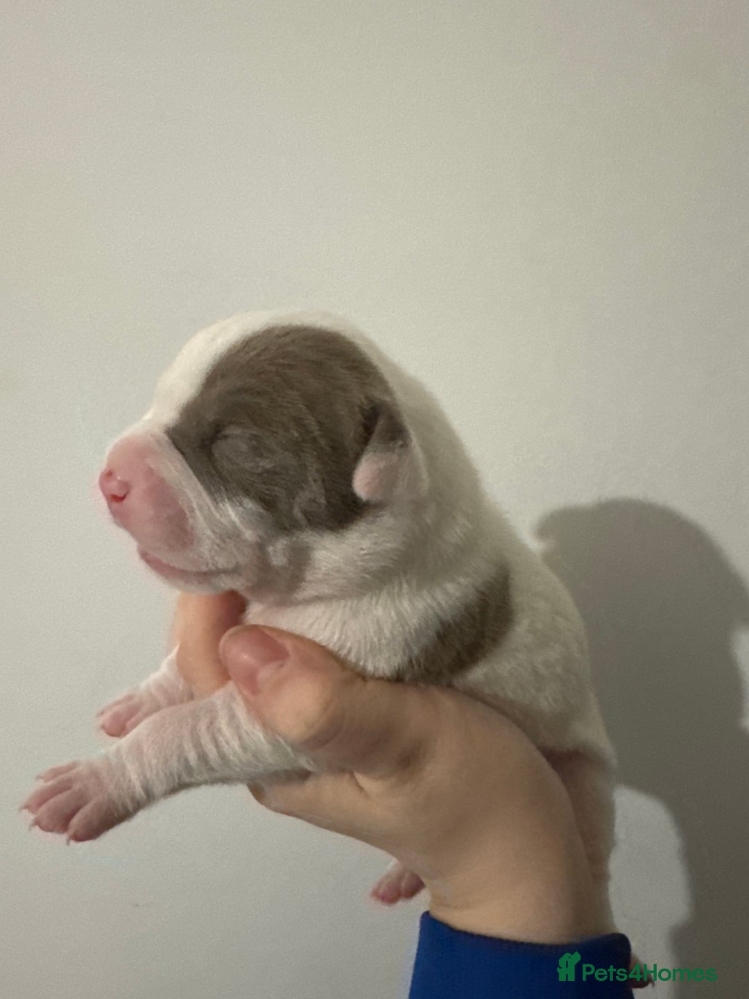 Mixed Breed dogs for sale: Standard bully cross breed - Advert 9