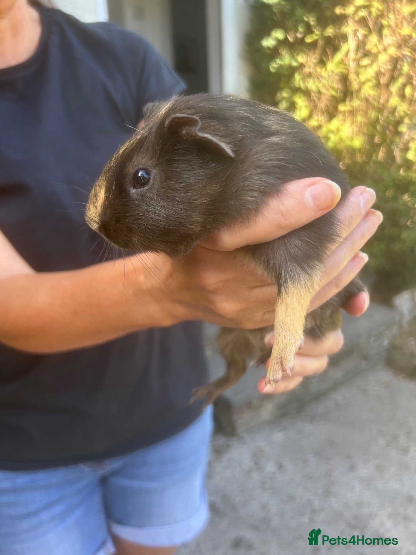 Guinea Pig rodents Three beautiful baby Guinea Pigs  - Advert 4