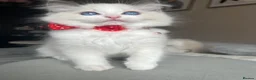 Ragdoll cats for sale: Registered Ragdoll kittens for sale - Advert 1